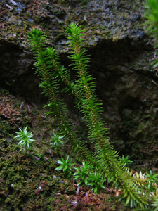 Photo By: Tim Howard. Photo taken: Ulster County, NY on 11 May 2006